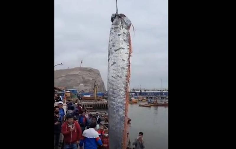Чилийские рыбаки поймали морское существо - 