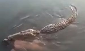 В Мексике крокодил-людоед убил мужчину и плавал с его трупом в зубах