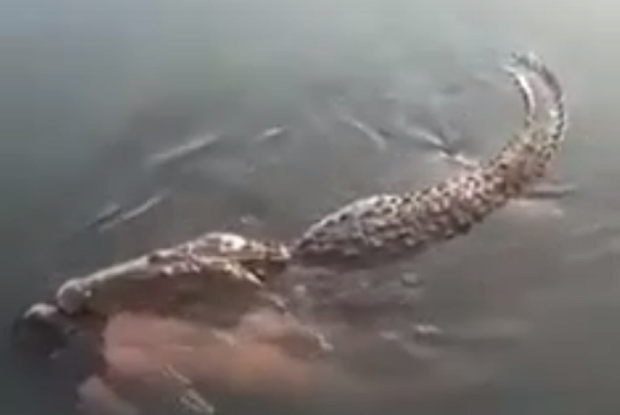 В Мексике крокодил-людоед убил мужчину и плавал с его трупом в зубах 