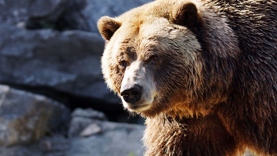 В Свердловской области грибник выжил после кровавой схватки с медведем