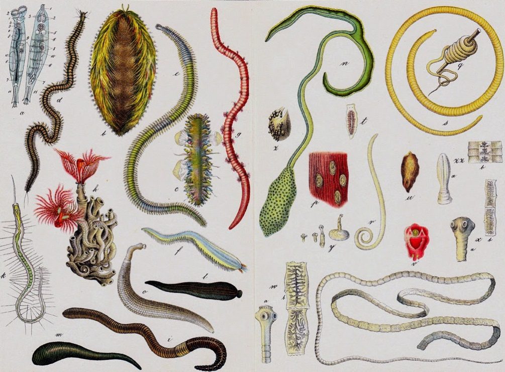 Поедающая мозг амёба и червь длиной 10 метров: какие паразиты могут убить человека изнутри