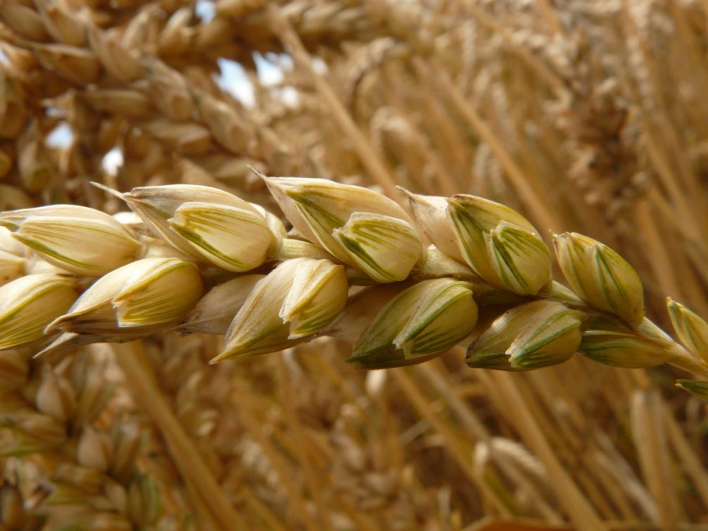 Украина превратила в фарс «зерновую сделку»?