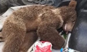 В Турции зоологи спасли пьяного медвежонка, наевшегося галлюциногенного меда