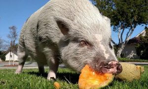 Американские ученые научились создавать зомби-свиней