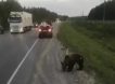 В Югре задержали живодеров, расстрелявших в упор медвежонка на трассе