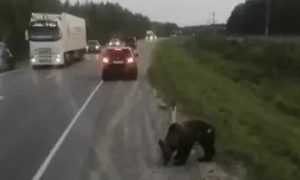 В Югре задержали живодеров, расстрелявших в упор медвежонка на трассе