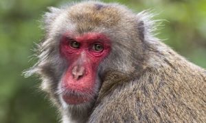 Минздрав США объявил эпидемию оспы обезьян чрезвычайной ситуацией