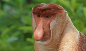 Житель Германии едва не потерял нос после заражения оспой обезьян