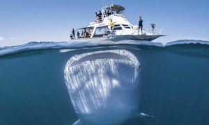 В Новой Зеландии пять человек погибли после атаки кита