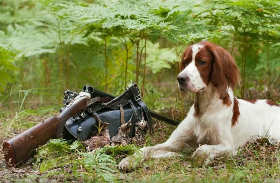 В Ленобласти собака застрелила охотника 