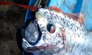 В Мексике рыбаки поймали в океане предвестника «Судного дня»
