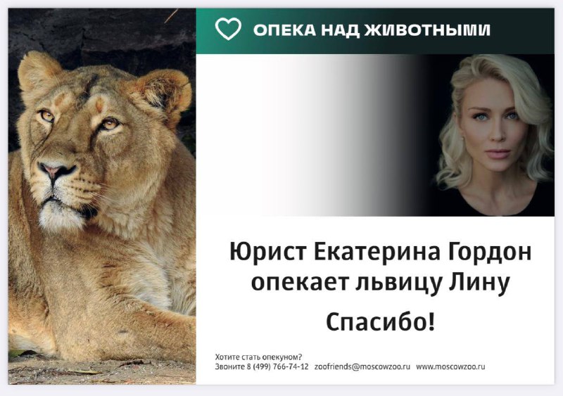 Юрист Екатерина Гордон стала опекуном львицы Лины в Московском зоопарке 