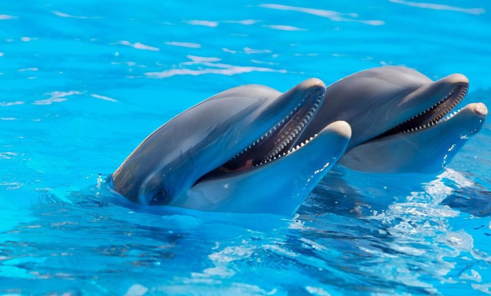 «Душегубы. Наигрались и выбросили»: в Севастополе спасают дельфинов, выброшенных из частного дельфинария 