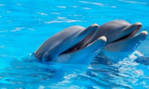 «Душегубы. Наигрались и выбросили»: в Севастополе спасают дельфинов, выброшенных из частного дельфинария