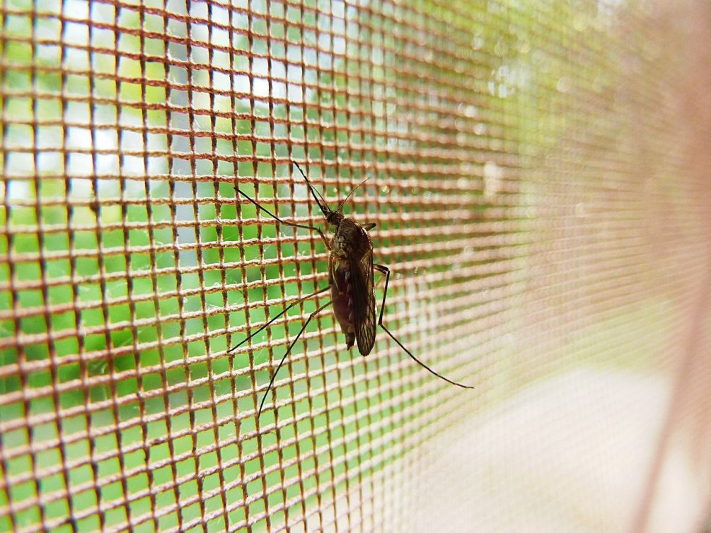 Во многих странах — серьезные вспышки лихорадки, переносимой комарами. Мир столкнется с новой пандемией?