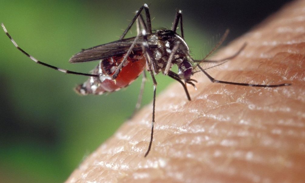 Во многих странах — серьезные вспышки лихорадки, переносимой комарами. Мир столкнется с новой пандемией?