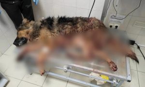 Расстрелом собак в Самаре занялся депутат Госдумы