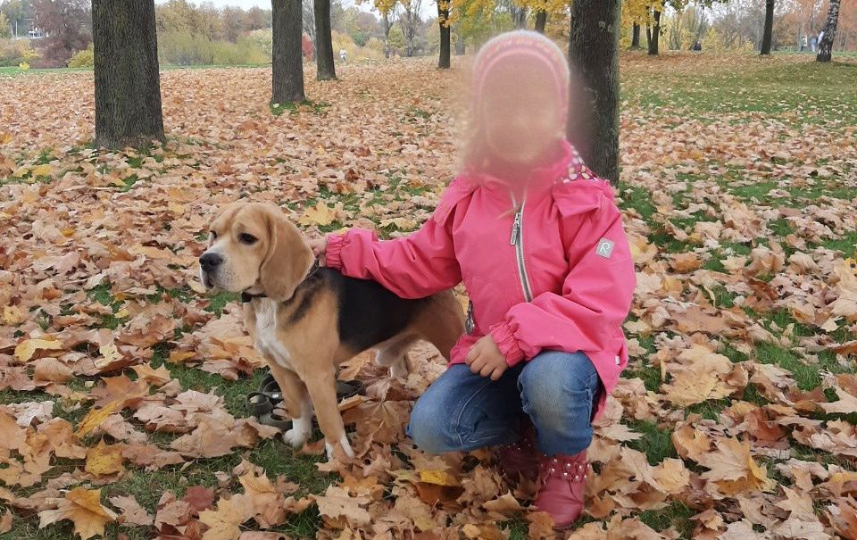В Подмосковье отец украл у семилетнего ребенка смертельно больную собаку