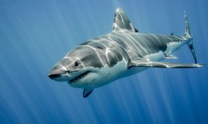 «За ними следят только белые мужчины»: в США предложили переименовать белых акул