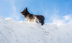 Выгуливающего собаку сына банкира насмерть завалило снегом в Подмосковье