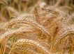 Катастрофическое падение урожайности пшеницы во Франции и на Украине: что ждет Запад