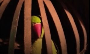 «Где твой хозяин-контрабандист?»: полиция допросила попугая по делу об алкомафии