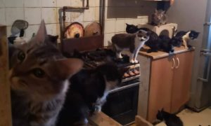 «Моча с потолка капала»: жительница Обнинска заперла в квартире более сотни кошек