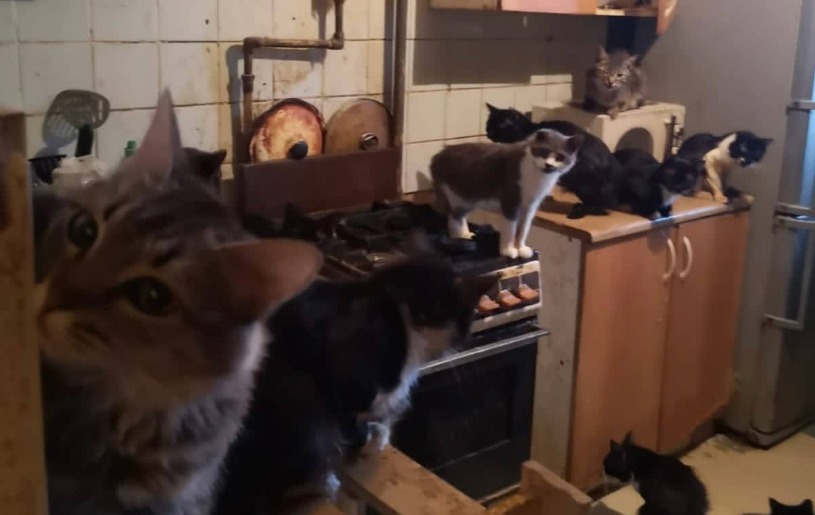 «Моча с потолка капала»: жительница Обнинска заперла в квартире более сотни кошек 