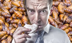 Дожили: Европа переходит на питание сверчками, червями и личинками моли