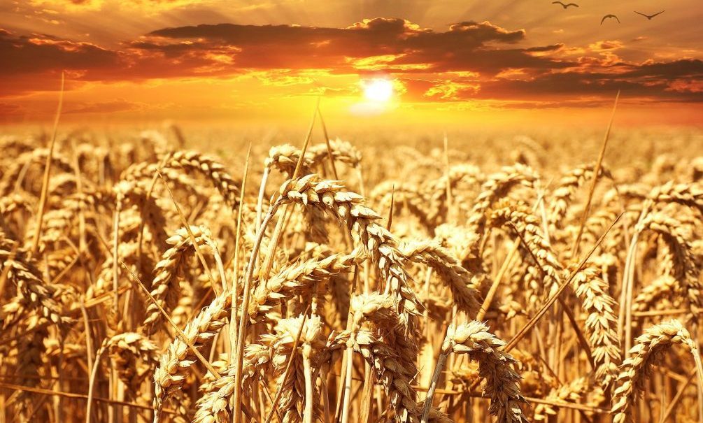 Хватит не всем: зерна на планете может стать меньше — из-за изменений климата и мировых конфликтов 