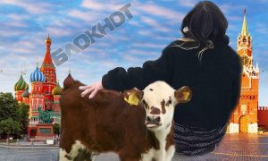 На Красной площади в Москве задержали американку-веганку, которая выгуливала теленка