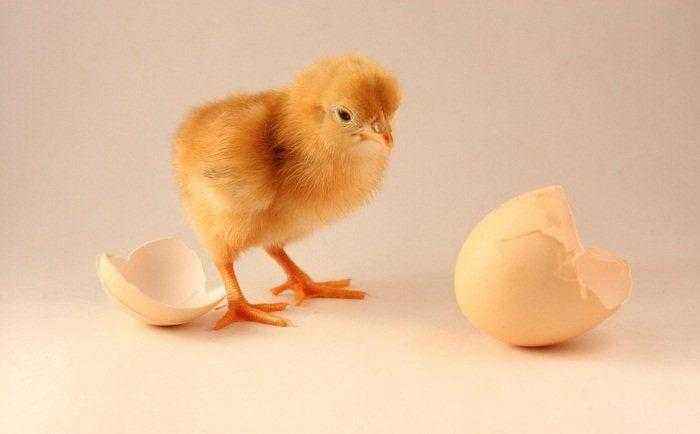 Британские ученые узнали, что было раньше — курица или яйцо - пластиковыеокнавтольятти.рф | Новости