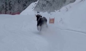 Обезумевший бык устроил «снежную корриду» с туристами в горах Сочи