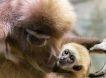 Непорочное зачатие: в японском зоопарке обезьяна, сидящая в одиночной клетке, сумела забеременеть