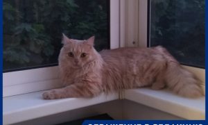 Вызывайте экзорцистов: в Воронеже кот сводит с ума своего хозяина