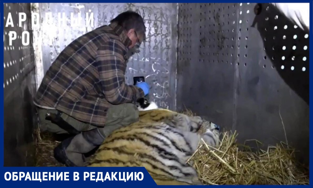 Для защиты от тигров хабаровчанам посоветовали спрятать животных, установить электроизгороди или трехметровые заборы