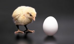 Ученые ответили на вечный вопрос: что появилось раньше — курица или яйцо?
