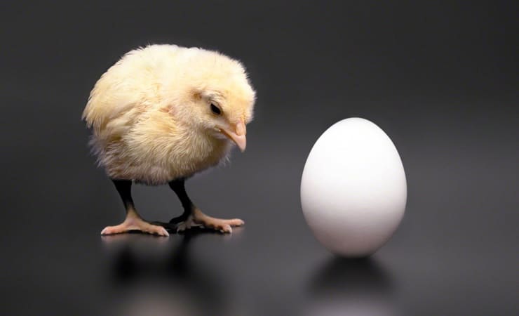Ученые ответили на вечный вопрос: что появилось раньше — курица или яйцо? 