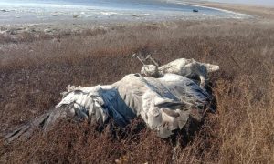 Экологическая катастрофа с массовым вымиранием диких животных продолжается на Ставрополье