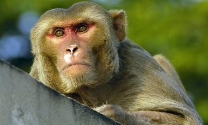 Разъяренная стая обезьян убила 70-летнюю женщину в Индии