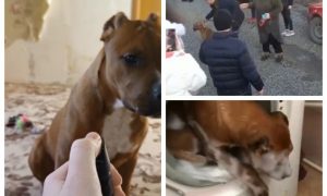 В Ростове-на-Дону 14-летний живодер брызгал перцовым баллончиком в глаза питбулю и купал его в стиральной машинке