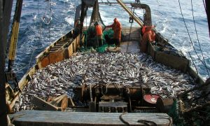 Рубрика «Выстрел в ногу». Импорт российской рыбы в ЕС вырос, несмотря на украинский конфликт