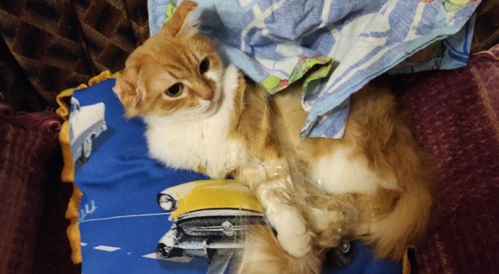 Уральский блогер заставляет кота заниматься зарядкой ради увеличения просмотров