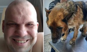 Расчленинград в действии: в Питере живодер притворялся ветеринаром, чтобы расчленять собак