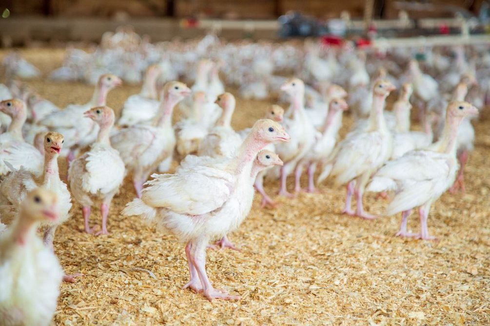 Миллионы животных гибнут по всему миру, умирают и люди: так ли опасен птичий грипп H5N1