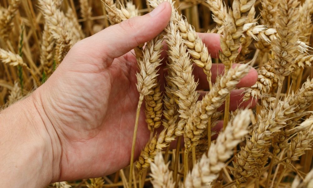 Продовольствие для богатых: почему Россия не хочет продлевать зерновую сделку 