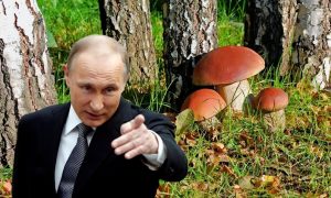 Путин подписал закон об уголовном наказании за сбор грибов