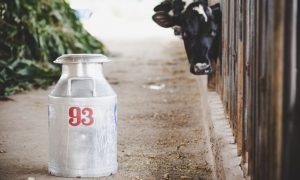 Россия запретила ввоз киргизского молока после отказа страны от кириллицы