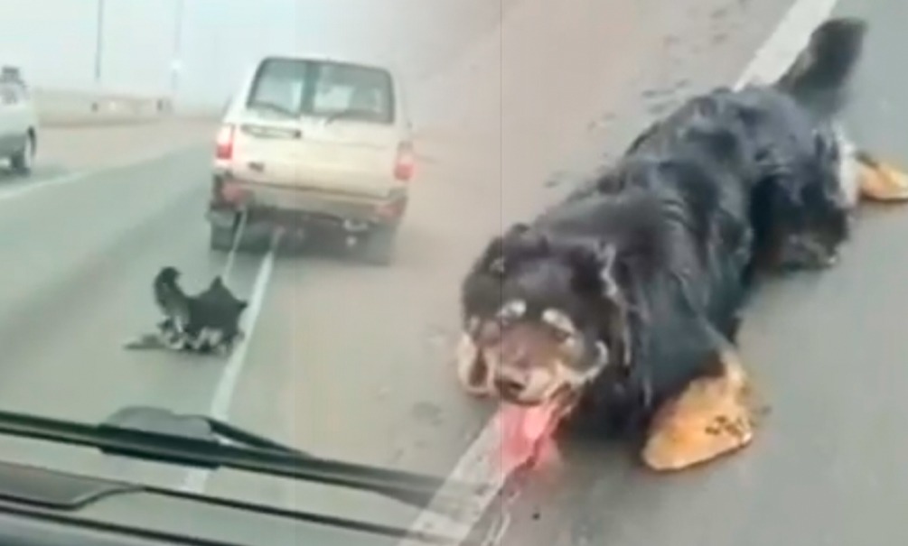 В Забайкальском крае живодеры приковали собаку цепью к машине и протащили по трассе «для перевоспитания» 
