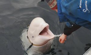 Внимание, российский кит-шпион! Не приближаться! Норвежские власти призывают население держаться подальше от белухи Хвалдимир